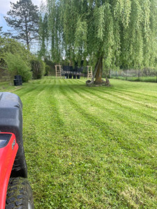 Photo de galerie - Tonte de pelouse - Débroussaillage