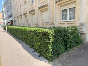 Photo de galerie - Taille de haie