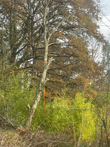 Photo de galerie - Abattage d'un arbre