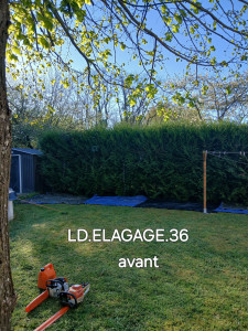 Photo de galerie - Taille de haies et d'arbustes
