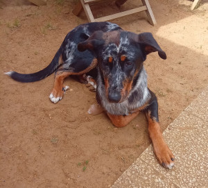 Photo de galerie - Dogsitting 