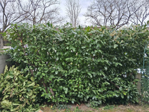 Photo de galerie - Taille de haies et d'arbustes