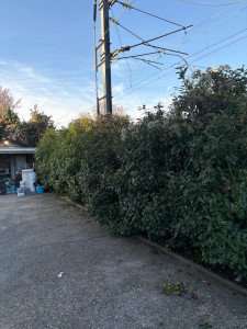 Photo de galerie - Taille d’une haie de photonia 