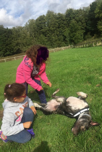 Photo de galerie - Promenade chienne