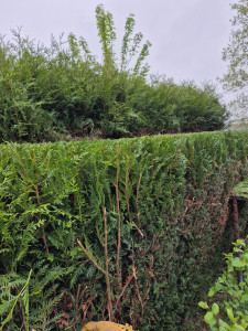 Photo de galerie - Taille de haies et d'arbustes