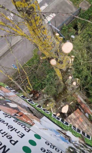 Photo de galerie - Elagage et coupe d'arbres