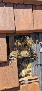 Photo de galerie - Couverture - Toiture