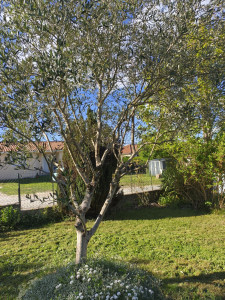 Photo de galerie - Un bel olivier après une taille de formation