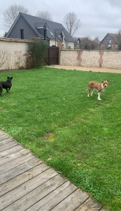 Photo de galerie - Kimi et Nadji, ma première garde de chiens 