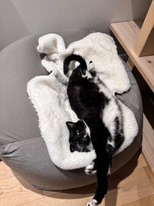 Photo de galerie - Mon chat