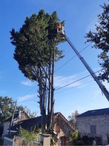 Photo de galerie - Taillage arbre 