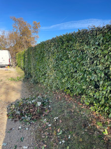 Photo de galerie - Taille de haies et d'arbustes