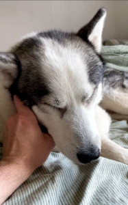 Photo de galerie - Gratouilles 