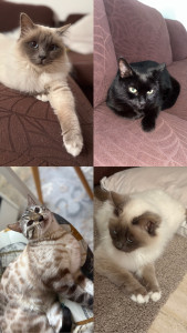 Photo de galerie - Petsetter, à votre service !??