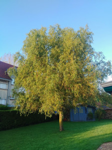 Photo de galerie - Elagage et coupe d'arbres