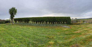 Photo de galerie - Taille de haie