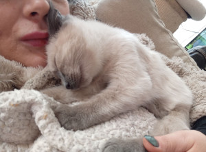 Photo de galerie - Garde chat