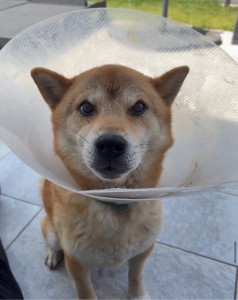 Photo de galerie - PIKA