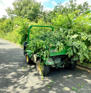 Photo de galerie - Taille d'une haie d'acacias 