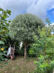 Photo de galerie - Taille d’oliviers 