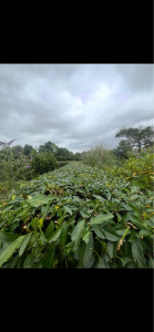 Photo de galerie - Taille de haies 