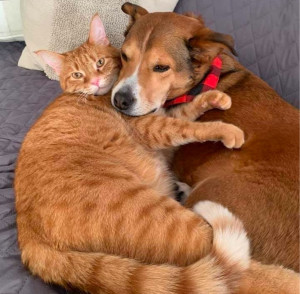 Photo de galerie - Toilettage chiens et chats 