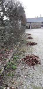 Photo de galerie - Ramassage des feuilles mortes
