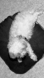 Photo de galerie - Gaya en pleine sieste 