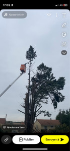 Photo de galerie - Elagage et coupe d'arbres
