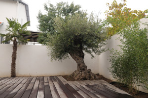 Photo de galerie - Aménagement d'un jardin ambiance méditerranéenne