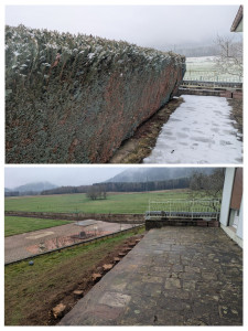 Photo de galerie - Coupe d une haie sans rognage des souches