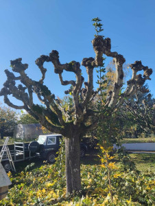 Photo de galerie - Taille d un arbre