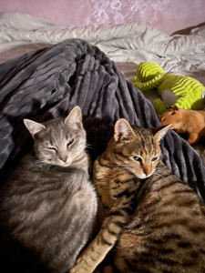 Photo de galerie - Voici mes deux adorables Moon et Stella 