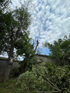 Photo de galerie - élagage arbre