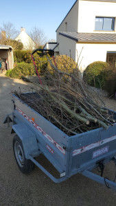 Photo de galerie - Elagage et coupe d'arbres