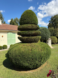 Photo de galerie - Taille d’if topiaire