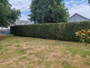 Photo de galerie - Haie en sapin 
