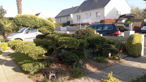 Photo de galerie - Taille d'entretien nywaky sur sujet agé