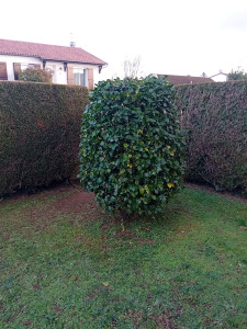 Photo de galerie - Taille de cette arbre