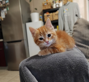 Photo de galerie - Mon deuxième chat Ashka 