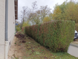 Photo de galerie - Taille de haies et d'arbustes