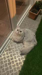 Photo de galerie - Chat persilian 