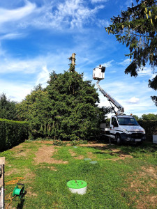 Photo de galerie - Elagage et coupe d'arbres