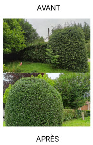 Photo de galerie - Taille de haie