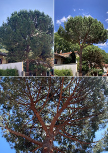 Photo de galerie - Elagage et coupe d'arbres