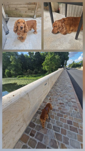 Photo de galerie - Voici Roucky, alias Rouquette.
C'est un toutou que j'ai gardé plusieurs fois ?