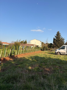 Photo de galerie - Plantation haie de cyprès 