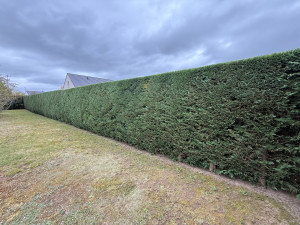 Photo de galerie - Photo après taille 