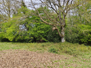 Photo de galerie - Coupe d'arbre cassé (après)