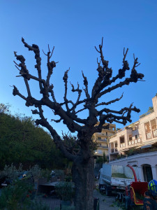 Photo de galerie - Taille d’un mûrier platane en tire sève 